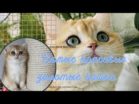 Видео: 🤩КОШКИ И КОТЯТА😻ЗОЛОТАЯ ШИНШИЛЛА🙀GOLDEN KITTENS👑