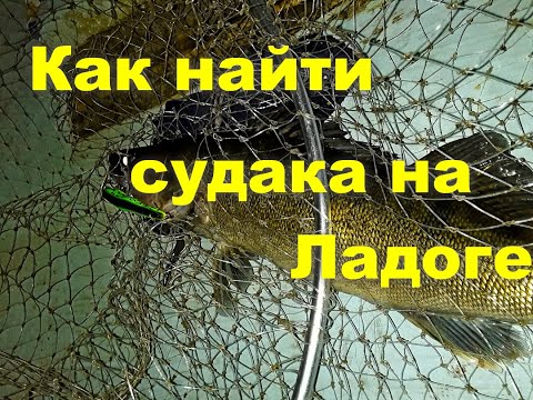 Видео: Ответы подписчикам. Как найти судака на Ладоге.