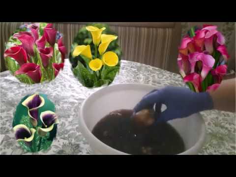 Видео: С Любовью о важном и разном. Выращиваем каллы