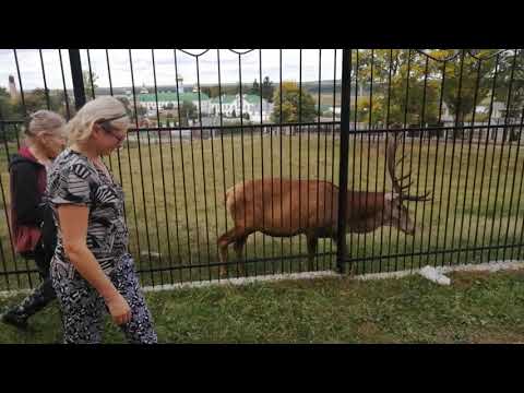 Видео: гладим оленя