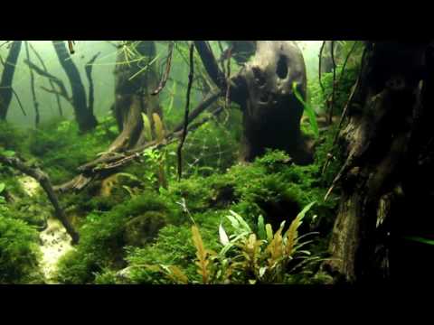 Видео: Последнее видео