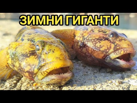 Видео: Коледен риболов на попчета и раци в дупките между тетраподите на Златни пясъци! 24.12.2022г.