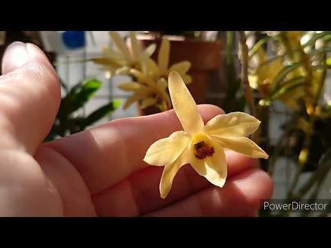 Видео: Цветущие Dendrobium moniliforme