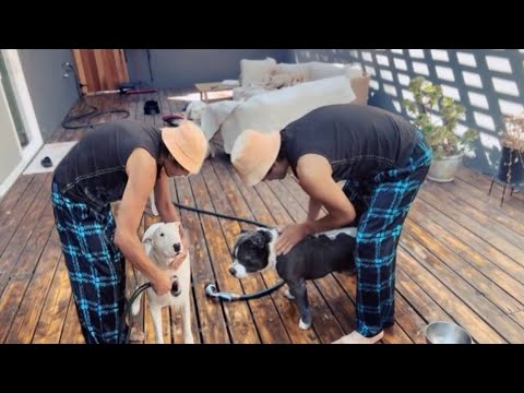 Видео: Купание гигантов -три бульдозера на мойке #losangeles 