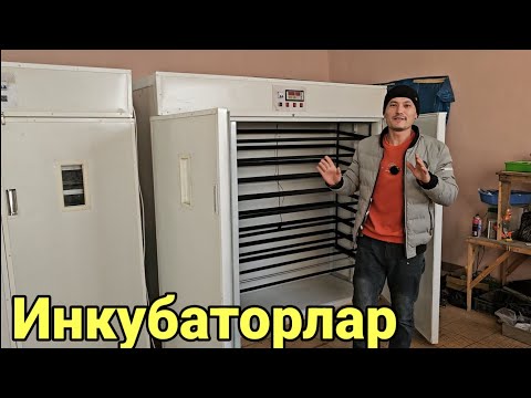Видео: Инкубаторлар сотилади Товук, Урдак, Бедана хаммасига бор