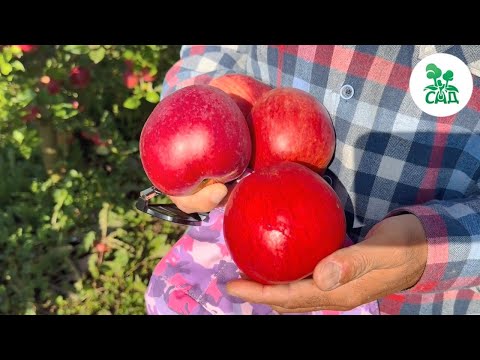 Видео: Яблоня ПАМЯТЬ СЮБАРОВОЙ. Регулярное плодоношение, длительное хранение, хорошие вкусовые качества.