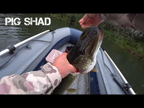 Видео: Pig Shad Tournament! Косит щуку!