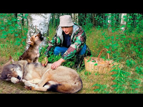 Видео: Умирающая волчица молила парня позаботиться о её волчонке. И тогда он ей пообещал