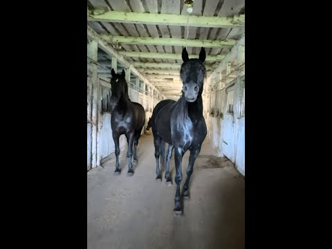 Видео: Самые умные и красивые лошади! Русская верховая порода,   Старожиловский конный завод.