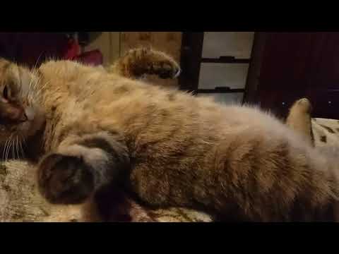 Видео: Вот так можно отдыхать ! 🙃 Мурёнка моя 🥰