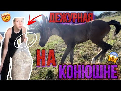 Видео: ОДНА НА КОНЮШНЕ😱 Дежурная На Конюшне/ Новый Жеребенок | VLOG