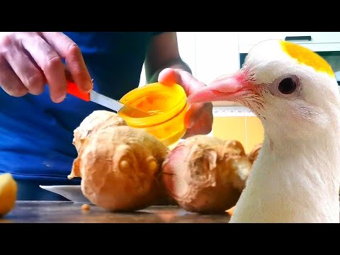 Видео: Сделайте это и ваши голуби буду здоровы!!! Your pigeons will be healthy!!