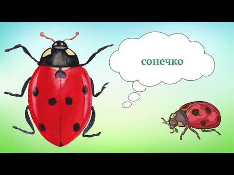 Видео: Дидактична вправа "Світ комах"