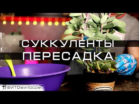 Видео: RELAX VLOG #6🌿Пересадка и полив суккулентов. Добавляю много разрыхлителей в грунт!