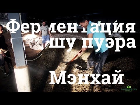 Видео: Как делают чай шу пуэр. Нюансы технологии. Уезд Мэнхай, Юньнань