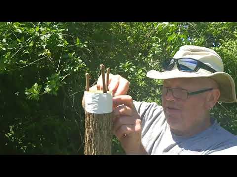 Видео: Как сделать прививку коры на диком орехе