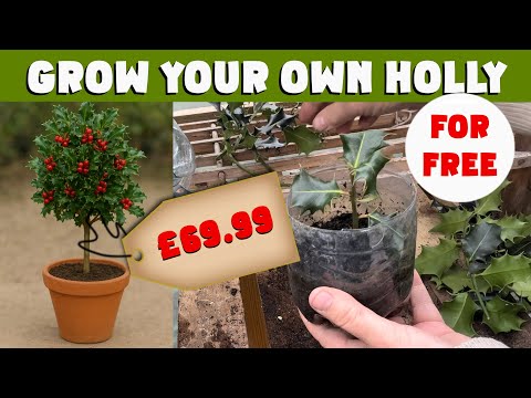 Видео: БЕСПЛАТНЫЙ ПАДУС! Срежьте зимние черенки падуба ПРЯМО СЕЙЧАС. ПРОСТОЙ способ #падуб #советыпоразм...