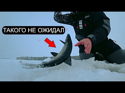 Видео: Рыбаки не Ожидали Поймать Это! Сиг, хариус, окунь. Зимняя рыбалка в Карелии 2024