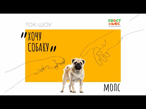 Видео: Ток-шоу «Хочу собаку». Мопс I Мифы о здоровье породы