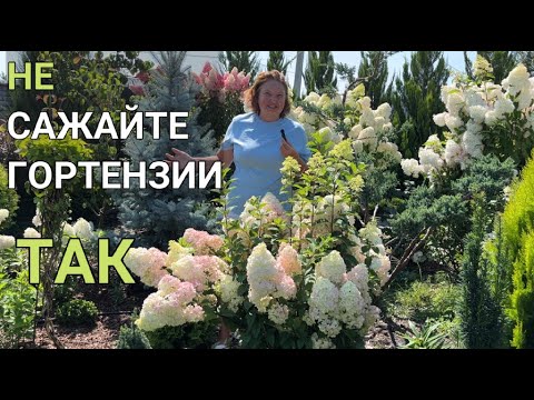 Видео: 100 МЕТЕЛЬЧАТЫХ ГОРТЕНЗИЙ в моем саду 🌺 | КАКОЙ СОРТ ГОРТЕНЗИИ посадить | КУДА посадить гортензию