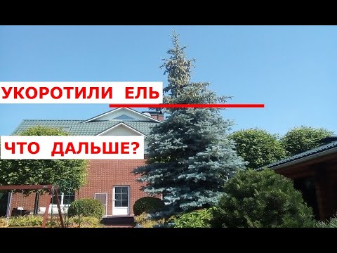 Видео: Ель через 2 года после снижения кроны. Корректирующая обрезка