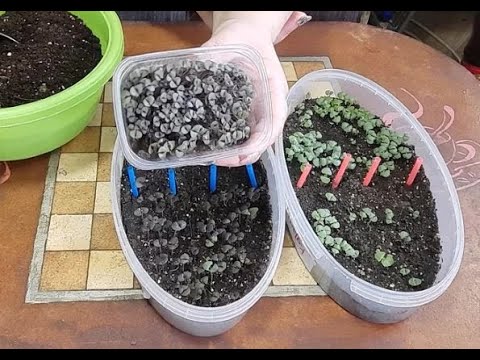 Видео: Посадка базилика от семян до пикировки 🌱🌱🌱