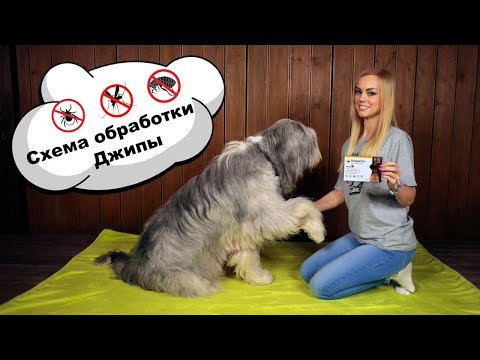 Видео: БЛОХИ, КЛЕЩИ, КОМАРЫ. ТАБЛЕТКИ ОТ БЛОХ СИМПАРИКА SIMPARICA. СПРЕЙ TROPICLEAN ТРОПИКЛИН. ЮЖАК ОВЧАРКА