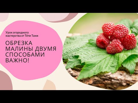 Видео: 631. Обрезка по Архангельскому. Обрезка по Соболеву. Разная. Важно!