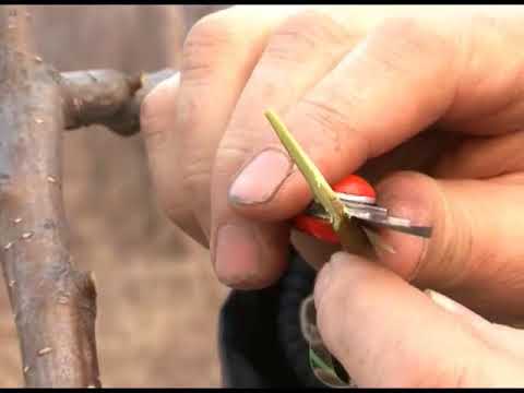 Видео: Зеленый сад фильм № 254 "Прививки. Капуста." от 05.05.2018г. г.Хабаровск (zeleniisad.ru)