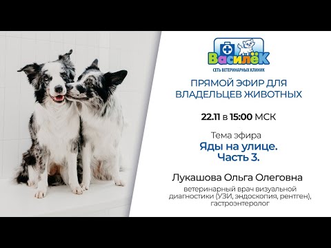 Видео: "Яды на улице"  Лукашова О.О.