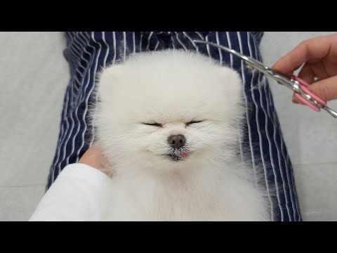 Видео: Собака, которая любит стричься / Стрижка померанского шпица под медвежонка