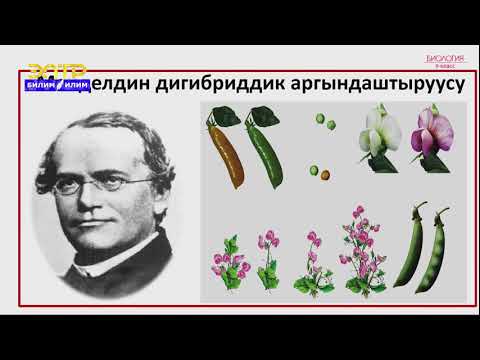 Видео: 9-класс | Биология | Организмдин фенотиби генотиптин көрүнүшүнүн натыйжасы катары