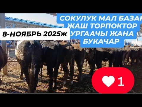 Видео: СОКУЛУК МАЛ БАЗАР ТОРПОКТОР БУКАЛАР ЖАШ МУЗООЛОР 8-НОЯБРЬ 2025ж