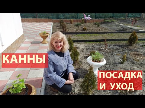 Видео: Как сажать канны