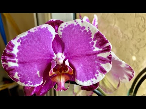 Видео: Поступление редких  сортовых орхидей в Экофлору. Льюис Берри, Мини Марк, Юкка , Джулия, Сакрифйс ...