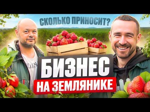 Видео: Выращивание земляники. Бизнес
