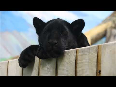 Видео: Ягуары. Порги, Белла и новенький малыш ягуар 05.11.2025