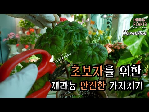 Видео: [4K] Советы по безопасной обрезке и черенкованию герани для начинающих.