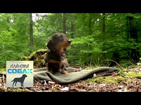 Видео: Такса. Планета собак 🌏 Моя Планета