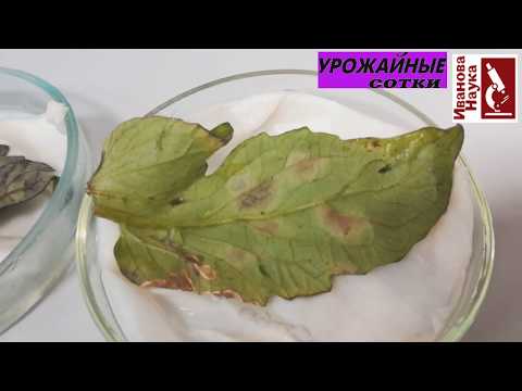 Видео: Кладоспориоз томата: знать врага в лицо!