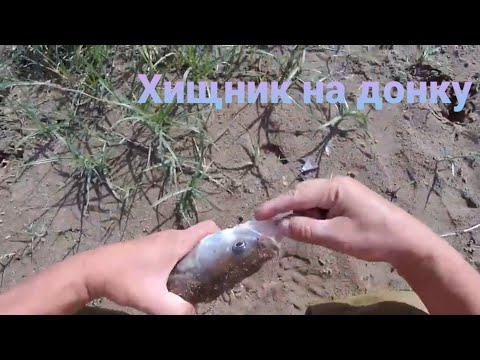 Видео: Судак. Берш. Рыбалка на донку .р.Урал