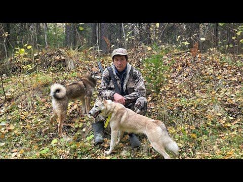 Видео: Первая охота щенков ЗСЛ.
