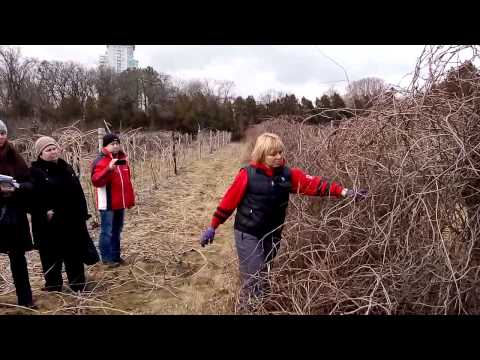 Видео: Обрізка лимонника \ Обрезка лимонника