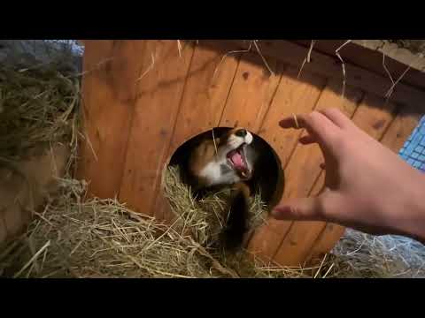 Видео: Алиса - лиса. Как выглядит уборка у Игниса #лисяо #животные #лиса #fox #уборка