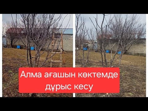 Видео: Алма ағашын көктемгі дұрыс кесу#алма ағашы#обрезка яблони часть 1