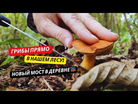 Видео: Осенние грибы и стройка моста в горах Грузии 🌉