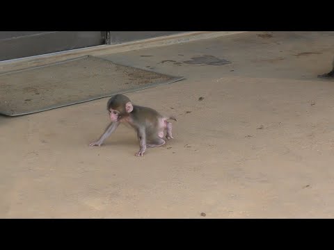 Видео: Инцидент во время видеосъемки месячного детеныша обезьяны! Мама обезьяна рассердилась