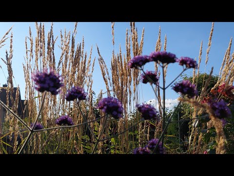 Видео: Вербена Бонарская🎶🎵