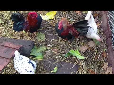 Видео: Мои Шабошки. Берёзовый дёготь для здоровья кур. Правда или ложь?