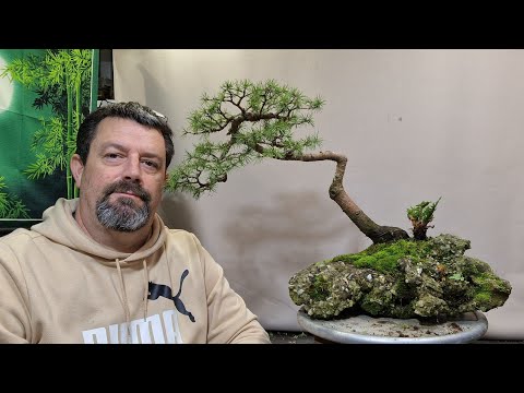 Видео: Работа над посадкой ели на скале
